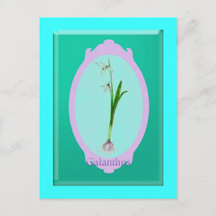 Schneekanonen"Galanthus" Postkarte