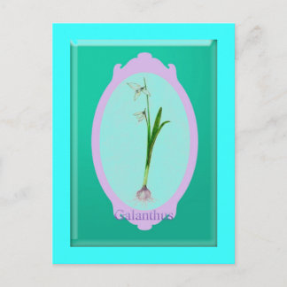Schneekanonen"Galanthus" Postkarte