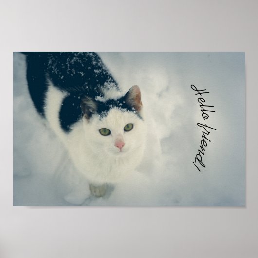 Schneekatze Poster (Vorne)