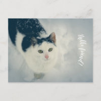 Schneekatze