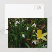 Schneekatzen und trostlose Frühlingsblüte Postkarte (Vorne/Hinten)