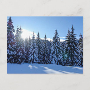 Schneelandschaft Kiefernwald Landschaftsnatur Reis Feiertagspostkarte