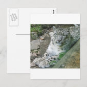 Schneeleopard 1 postkarte (Vorne/Hinten)