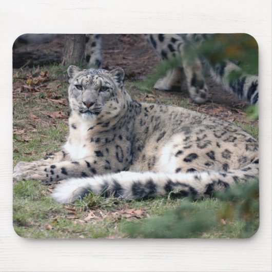 Schneeleopard 26 mousepad (Vorne)