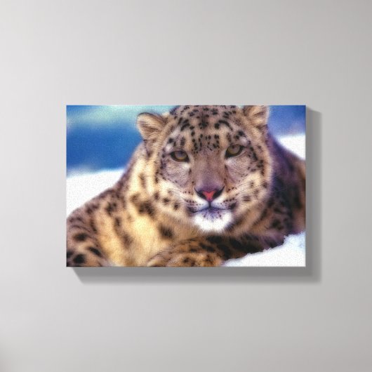 Schneeleopard 2 leinwanddruck (Vorderseite)