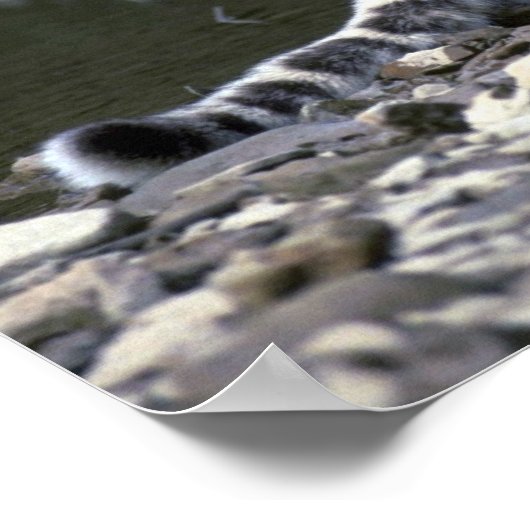 Schneeleopard am Fluss Poster (Ecke)