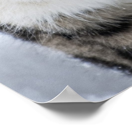 Schneeleopard auf dem Damm Poster (Ecke)