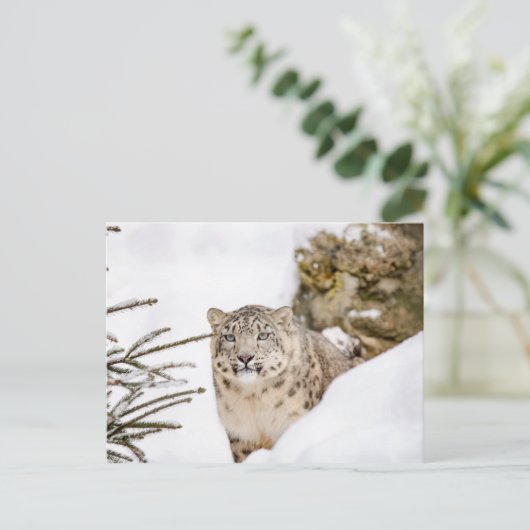 Schneeleopard im Schnee Postkarte (Stehend Vorderseite)