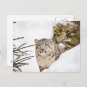 Schneeleopard im Schnee Postkarte (Vorne/Hinten)