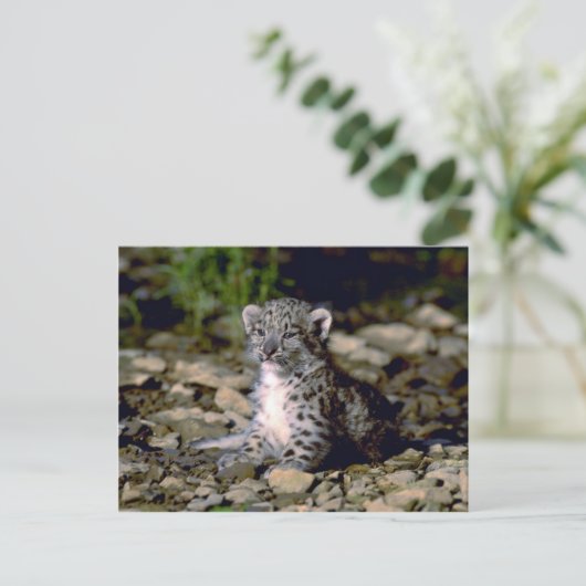 Schneeleopard, Junge Postkarte (Stehend Vorderseite)
