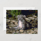 Schneeleopard, Junge Postkarte (Vorne/Hinten)