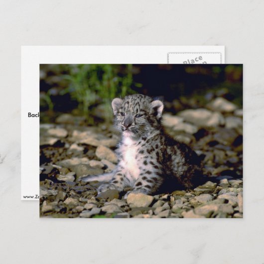 Schneeleopard, Junge Postkarte (Vorne/Hinten)