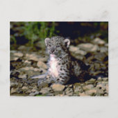 Schneeleopard, Junge Postkarte (Vorderseite)