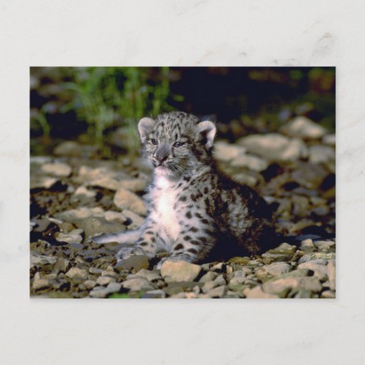 Schneeleopard, Junge Postkarte (Vorderseite)