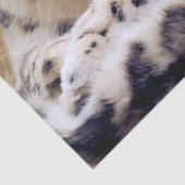 Schneeleopard liegt seidenpapier (Detail)