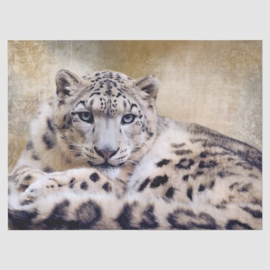 Schneeleopard liegt seidenpapier (Vorderseite)