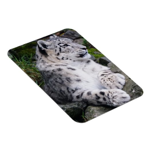 Schneeleopard Magnet (Rechte Seite)