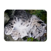 Schneeleopard Magnet (Horizontal)