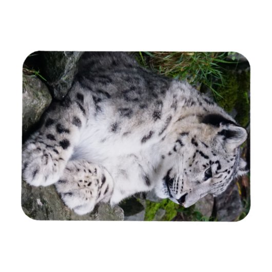 Schneeleopard Magnet (Horizontal)