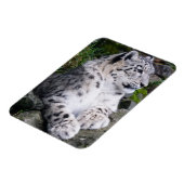 Schneeleopard Magnet (Linke Seite)