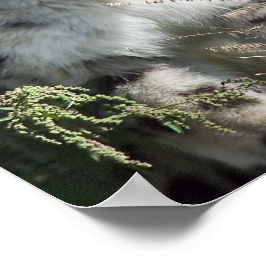 Schneeleopard Poster (Ecke)