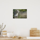 Schneeleopard Poster (Küche)