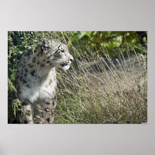 Schneeleopard Poster (Vorne)