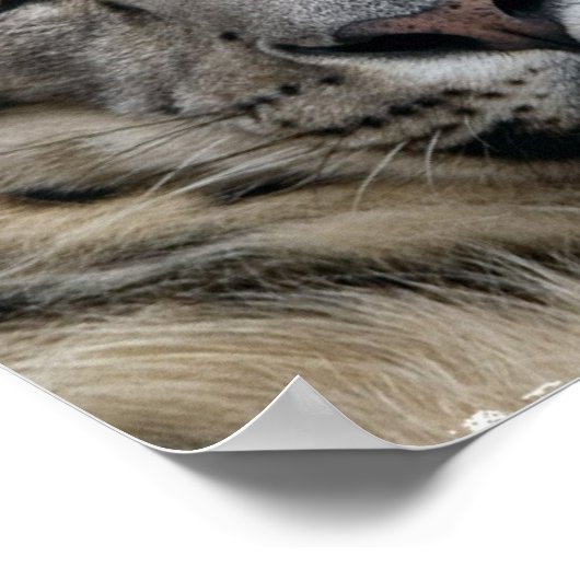 Schneeleopard Poster (Ecke)