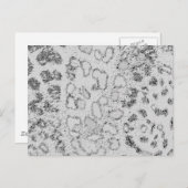 Schneeleopard Postkarte (Vorne/Hinten)