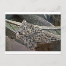 Schneeleopard