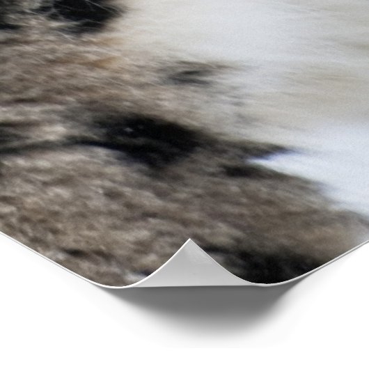 Schneeleopard-Profil Poster (Ecke)