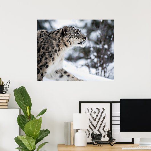 Schneeleopard-Profil Poster (Heimbüro)