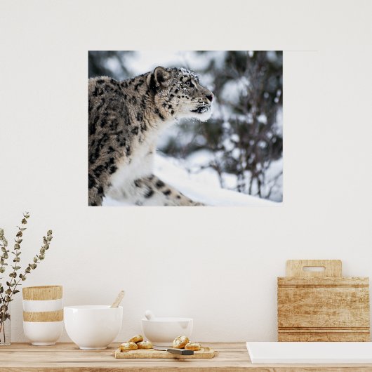 Schneeleopard-Profil Poster (Küche)
