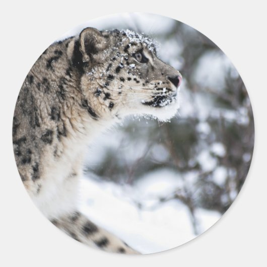Schneeleopard-Profil Runder Aufkleber (Vorderseite)