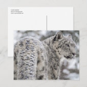 Schneeleopard Stehend im Schnee Postkarte (Vorne/Hinten)