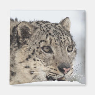 Schneeleopard (Uncia uncia) 2 Magnet