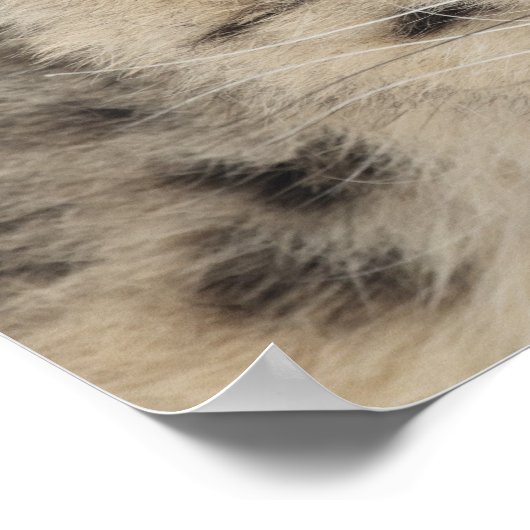 Schneeleopard (Uncia uncia) 2 Poster (Ecke)