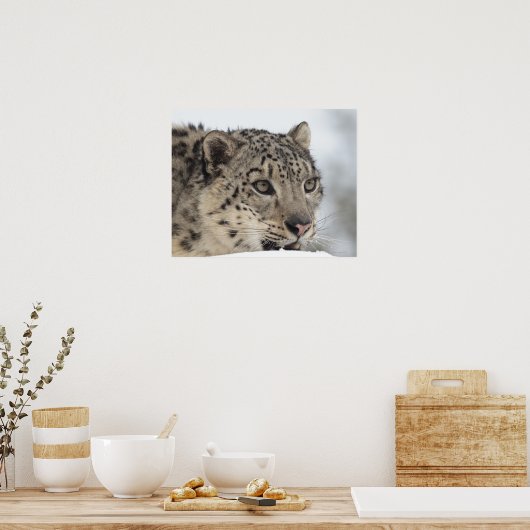 Schneeleopard (Uncia uncia) 2 Poster (Küche)