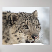 Schneeleopard (Uncia uncia) 2 Poster (Vorne)