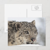 Schneeleopard (Uncia uncia) 2 Postkarte (Vorne/Hinten)