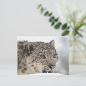 Schneeleopard (Uncia uncia) 2 Postkarte (Stehend Vorderseite)