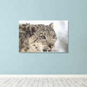 Schneeleopard (Uncia uncia) Leinwanddruck (Insitu (Holzboden))