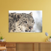 Schneeleopard (Uncia uncia) Leinwanddruck (Insitu (Wohnzimmer))