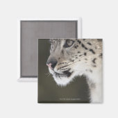 Schneeleopard (Uncia uncia) Magnet (Vorderseite/Rückseite)