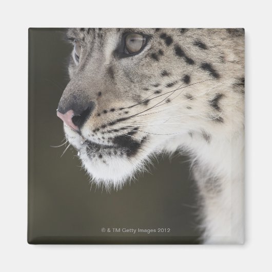 Schneeleopard (Uncia uncia) Magnet (Vorne)