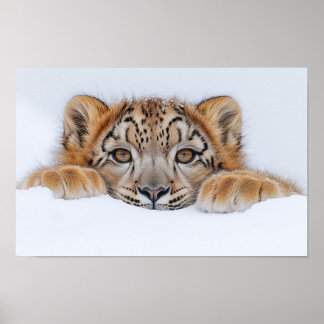 Schneeleopard Wildtier Natürliche Umgebung Poster
