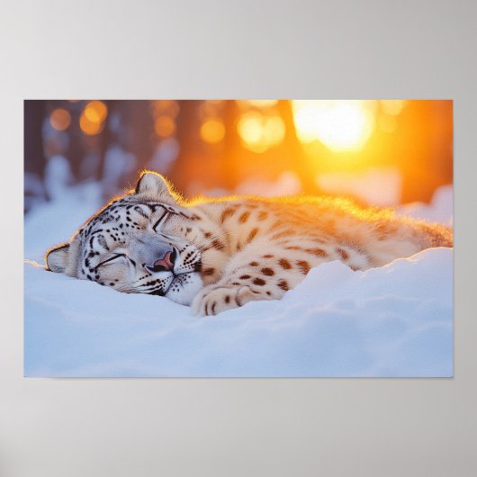 Schneeleopard Wildtier Natürliche Umgebung Poster (Vorne)