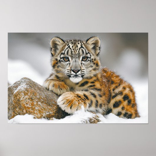 Schneeleopard Wildtier Natürliche Umgebung Poster (Vorne)