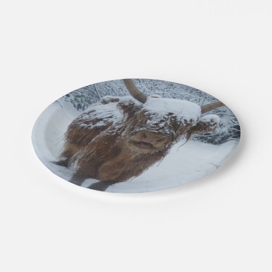 Schneeliebende Hochlandkühe Pappteller (Schrägansicht)