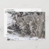 Schneeloparden, die im tiefen Schnee spazieren Postkarte (Vorne/Hinten)